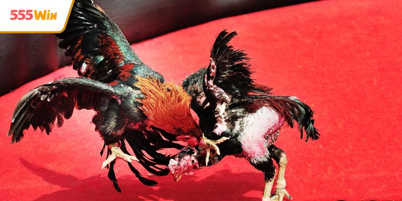 Kênh trực tiếp đá gà hôm nay với hình ảnh sắc nét