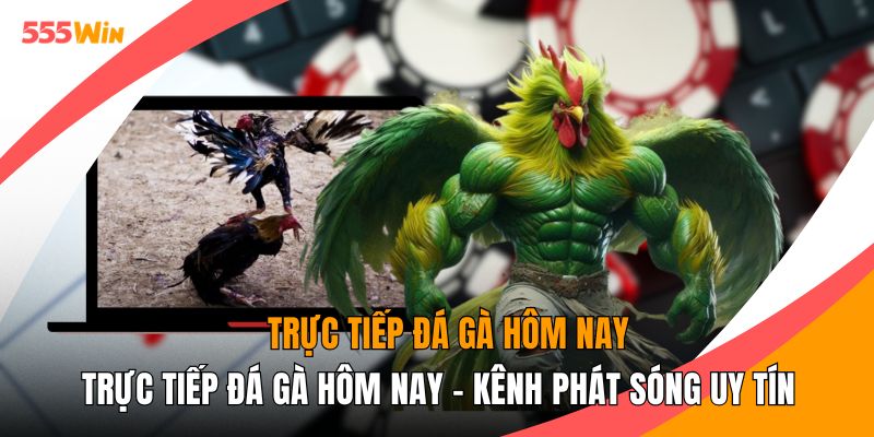 Trực Tiếp Đá Gà Hôm Nay - Kênh Phát Sóng Uy Tín